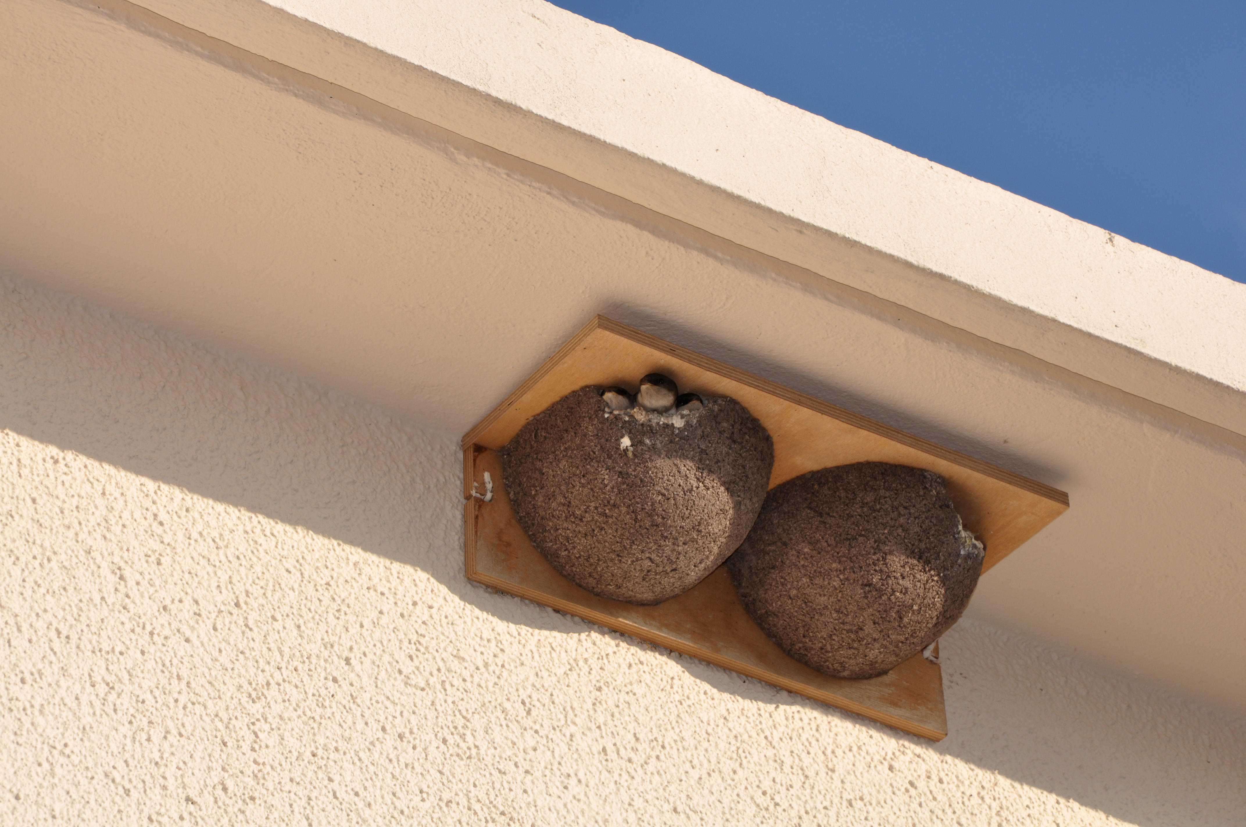 Deux nids d'hirondelles de fenêtres installés sur la façade d'un bâtiment